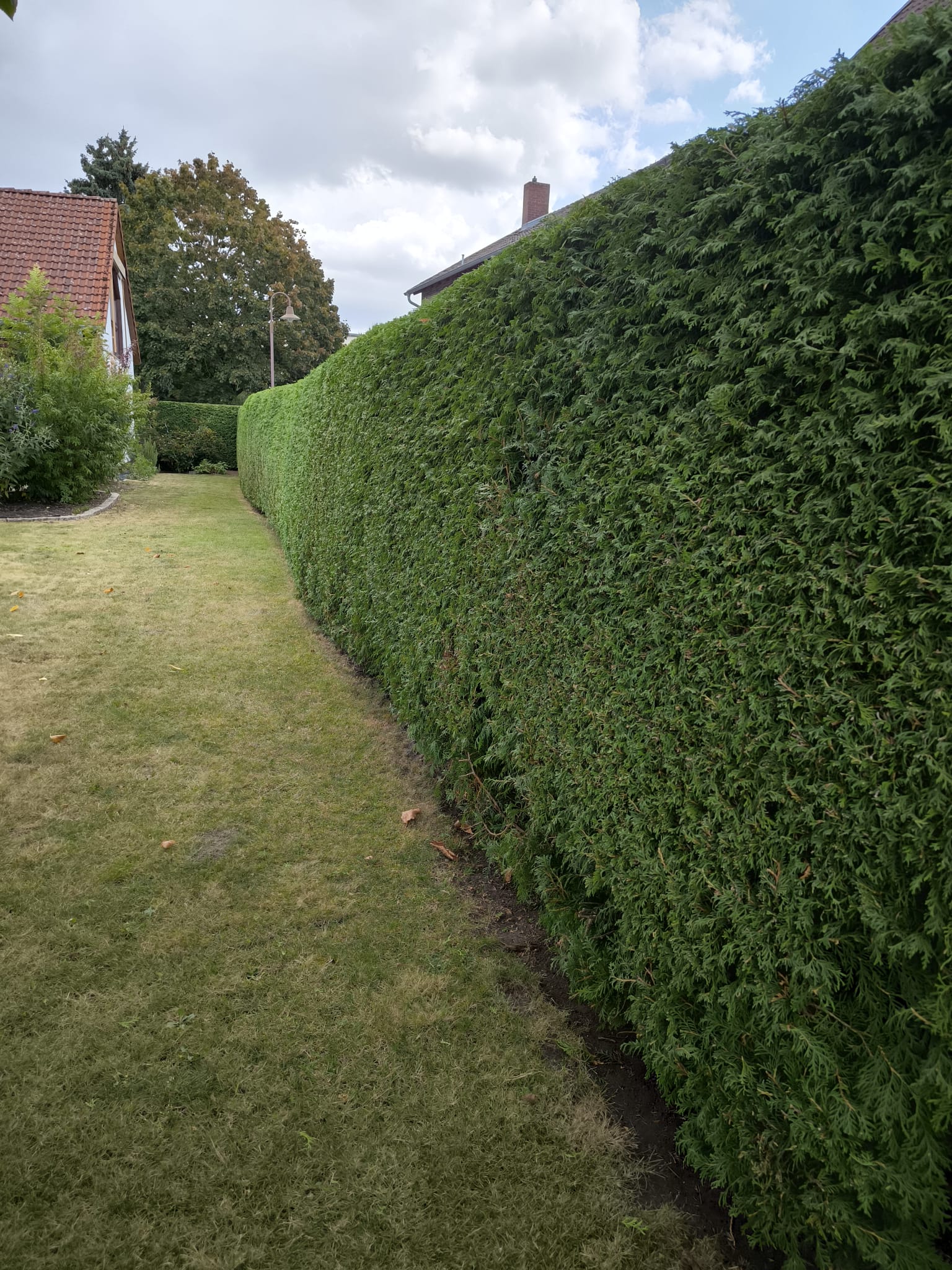 Gartenpflege – Hecke